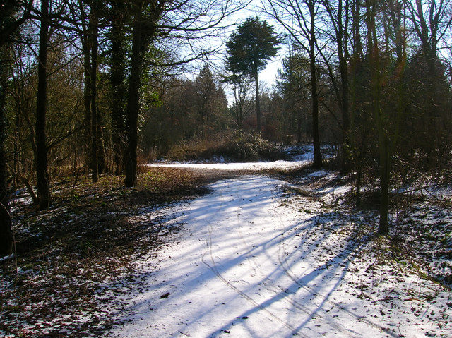 File:Friston Forest near Exceat - geograph.org.uk - 131905.jpg