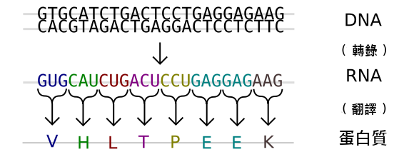 File:Genetic code (zh-tw).png