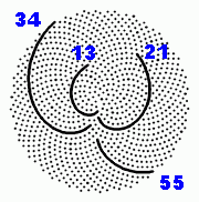 Predictes Infiorescenza semi nel 1000 con il Golden angolo. Ci sono 13, 21, 34 e 55 Fibonacci spirale.