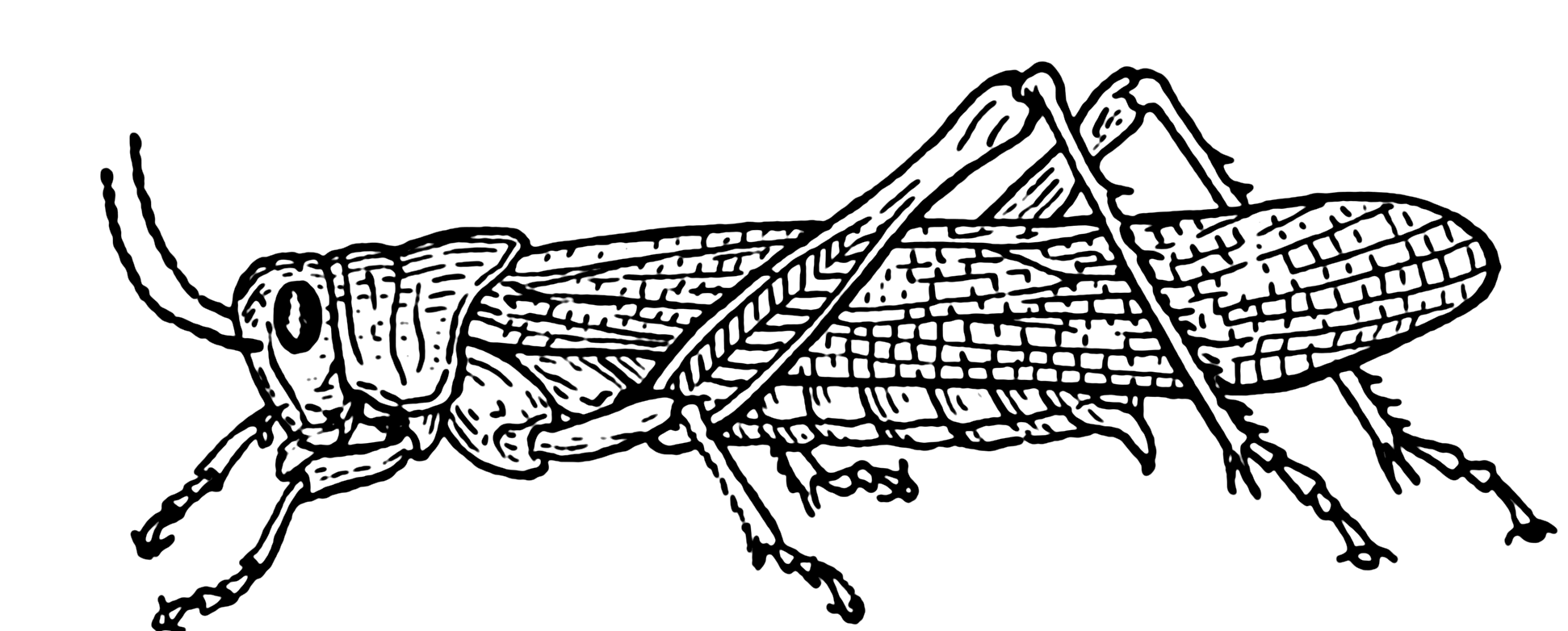 Grasshopper from easy step | Clipart Panda - Free Clipart Images