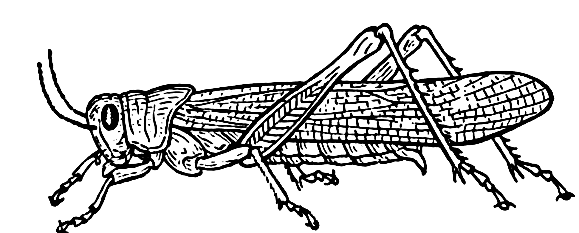 grasshopper drawing for kids