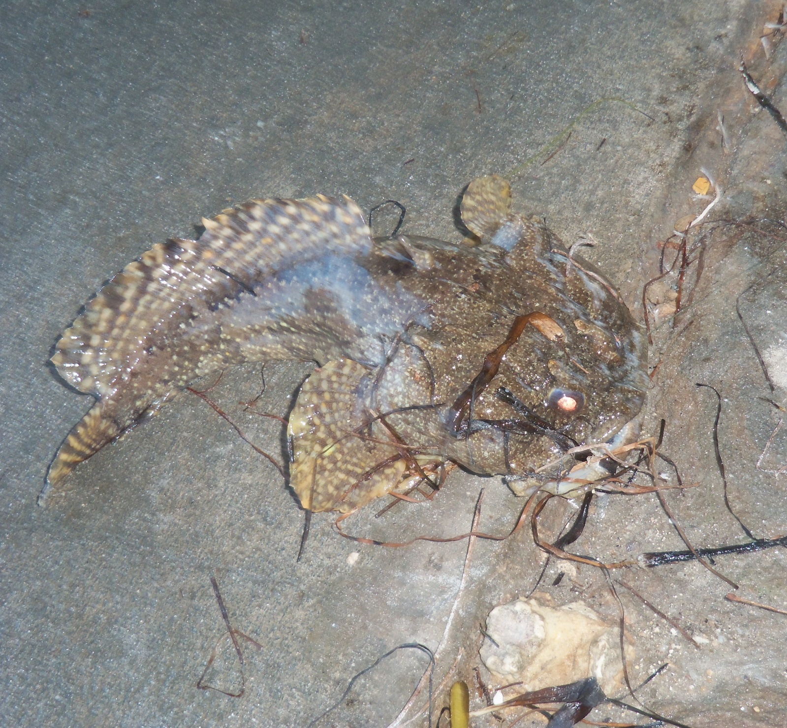 Toadfish of the Florida Panhandle