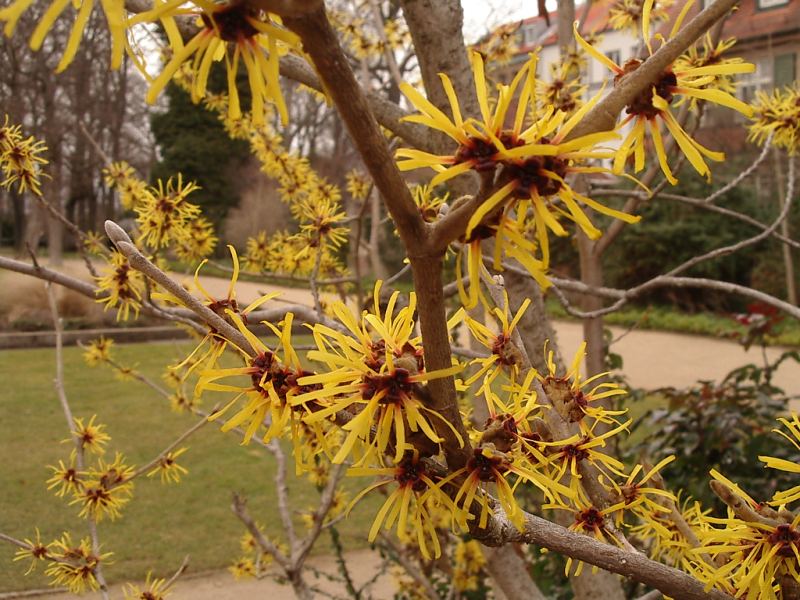 File:Hamamelis Flower.jpg