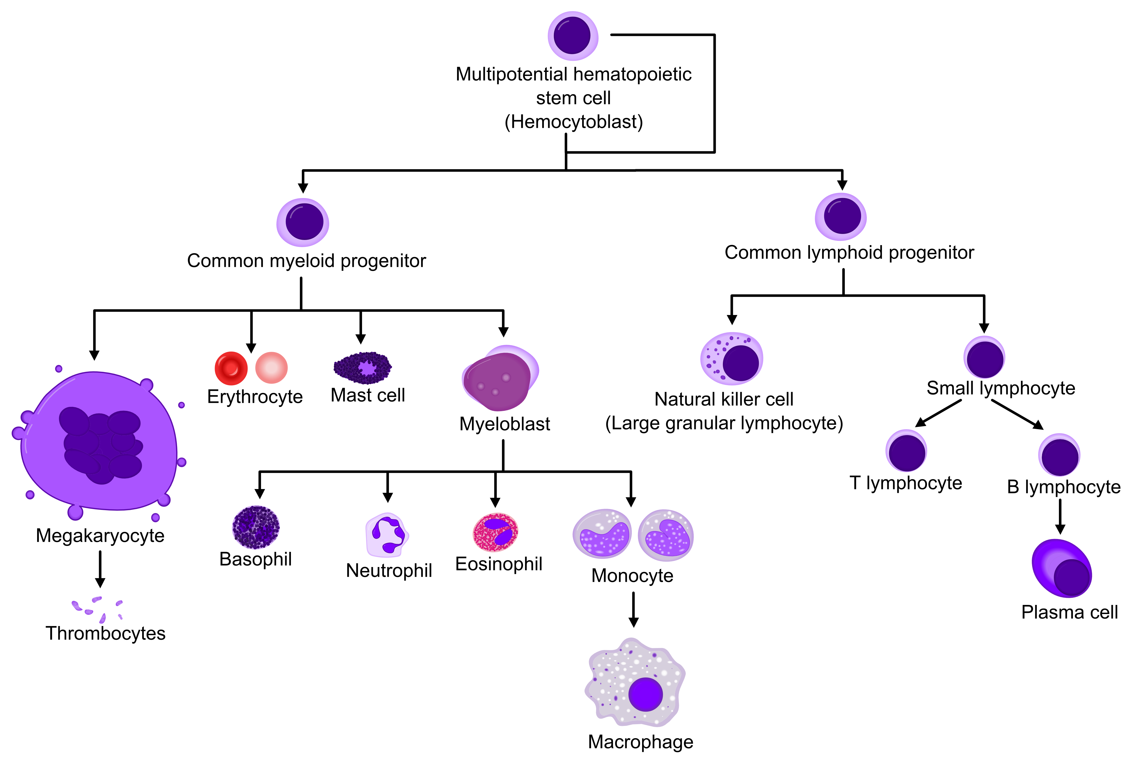 File:Hematopoiesis simple.png - Wikimedia Commons