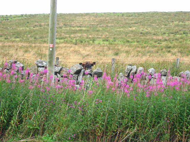 File:Highland calf, Airdsgreen - geograph.org.uk - 38810.jpg