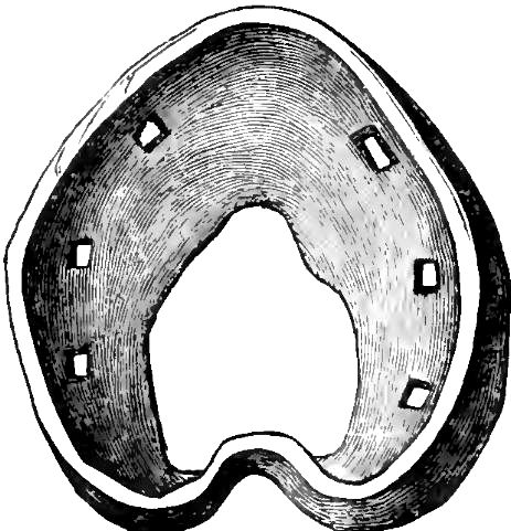 File:Horse shoes and horse shoeing-136.jpg