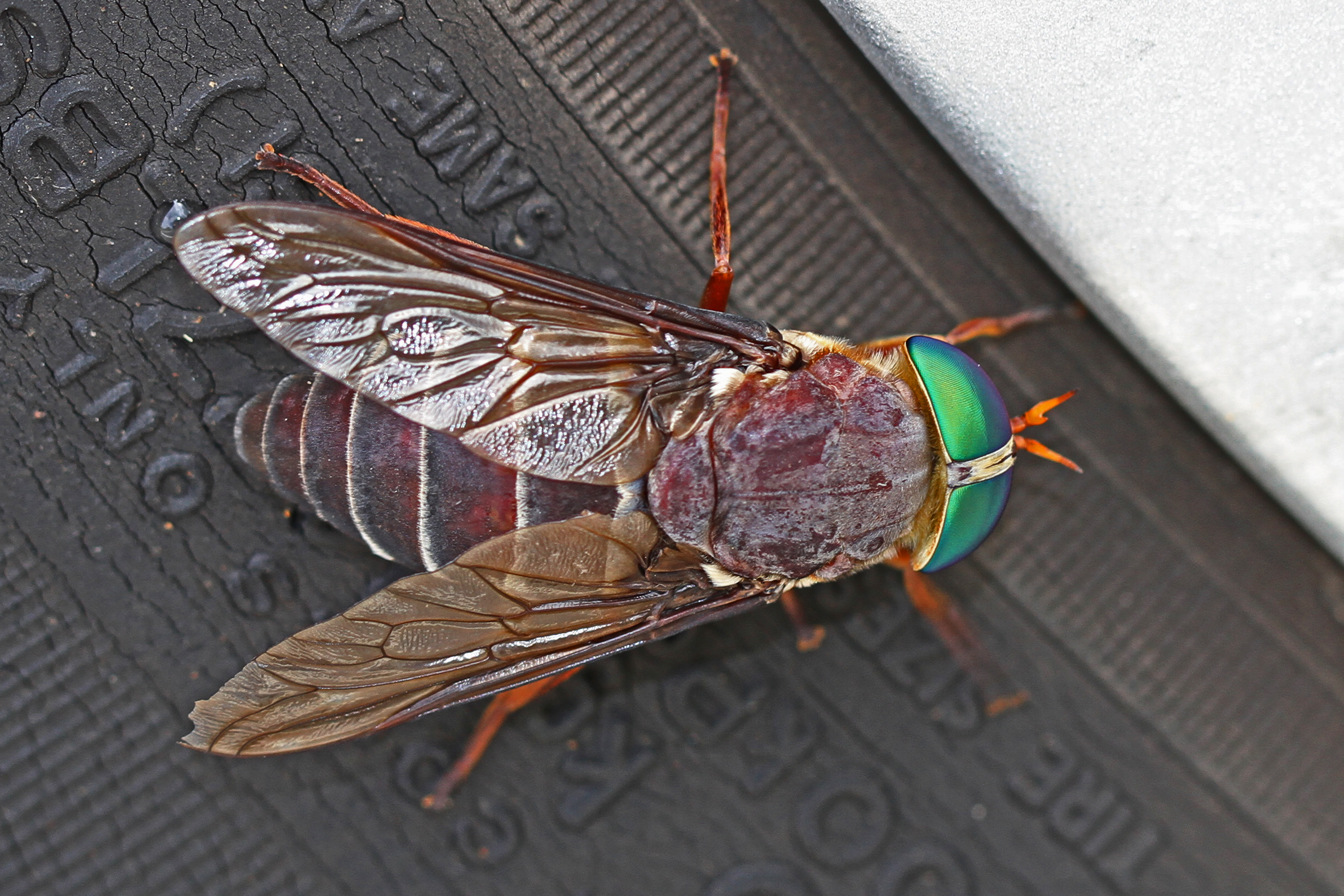 Bremse Foto & Bild  tiere, wildlife, insekten Bilder auf