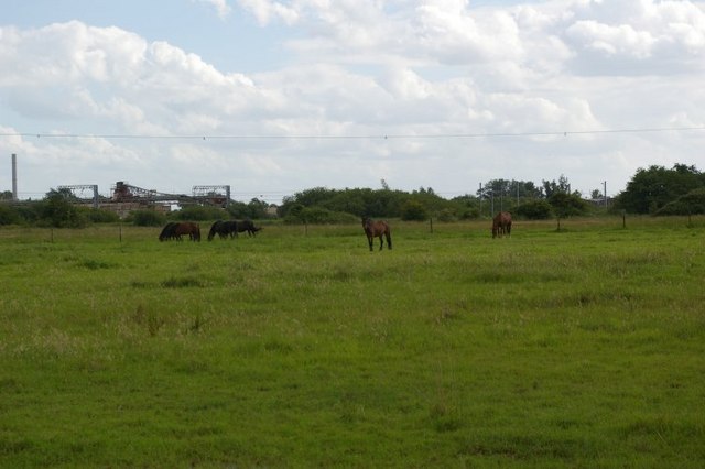 File:Horses in field - geograph.org.uk - 473699.jpg