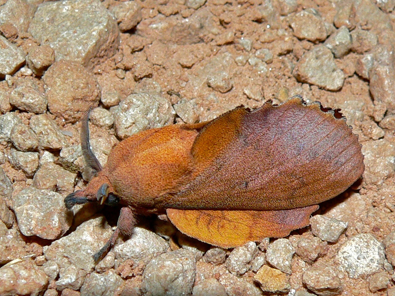 Lappet (Gastropacha quercifolia) (8337426439).jpg