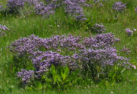 File:Limonium spp.jpg