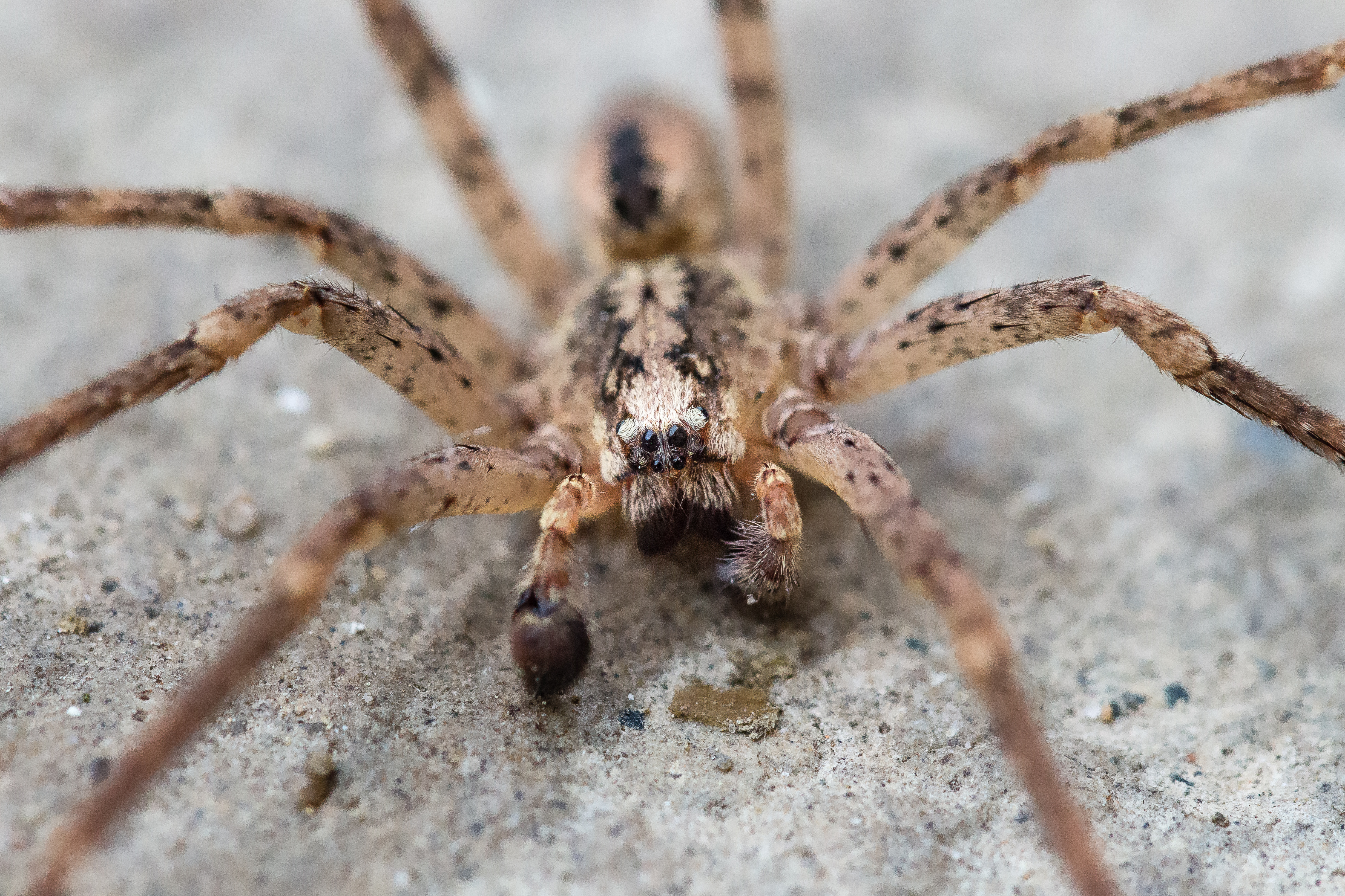 Паук Zoropsis spinimana