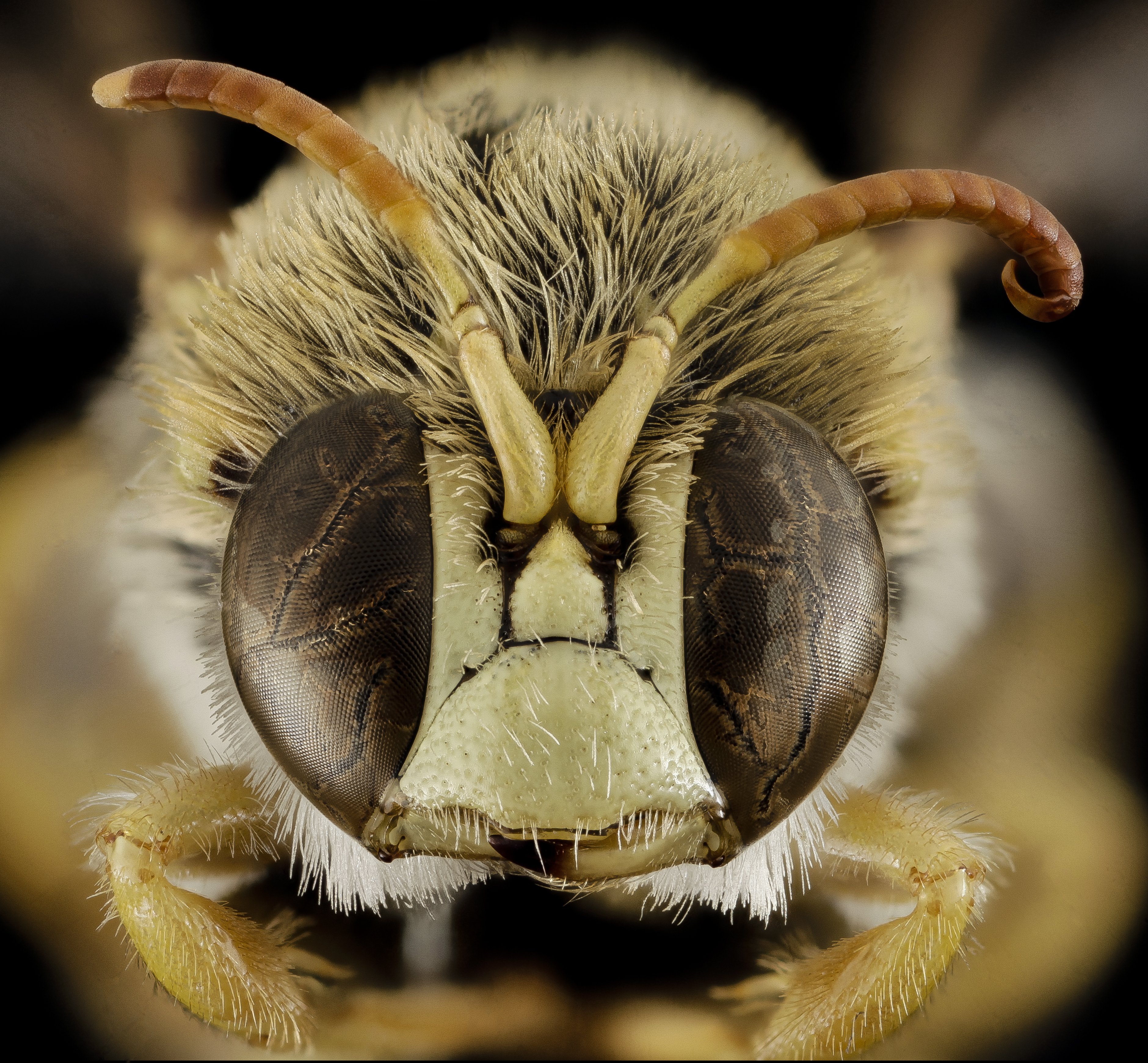 Какая голова пчел. Глаза насекомых. Глаза пчелы. Мордочка пчелы. Лицо пчелы.