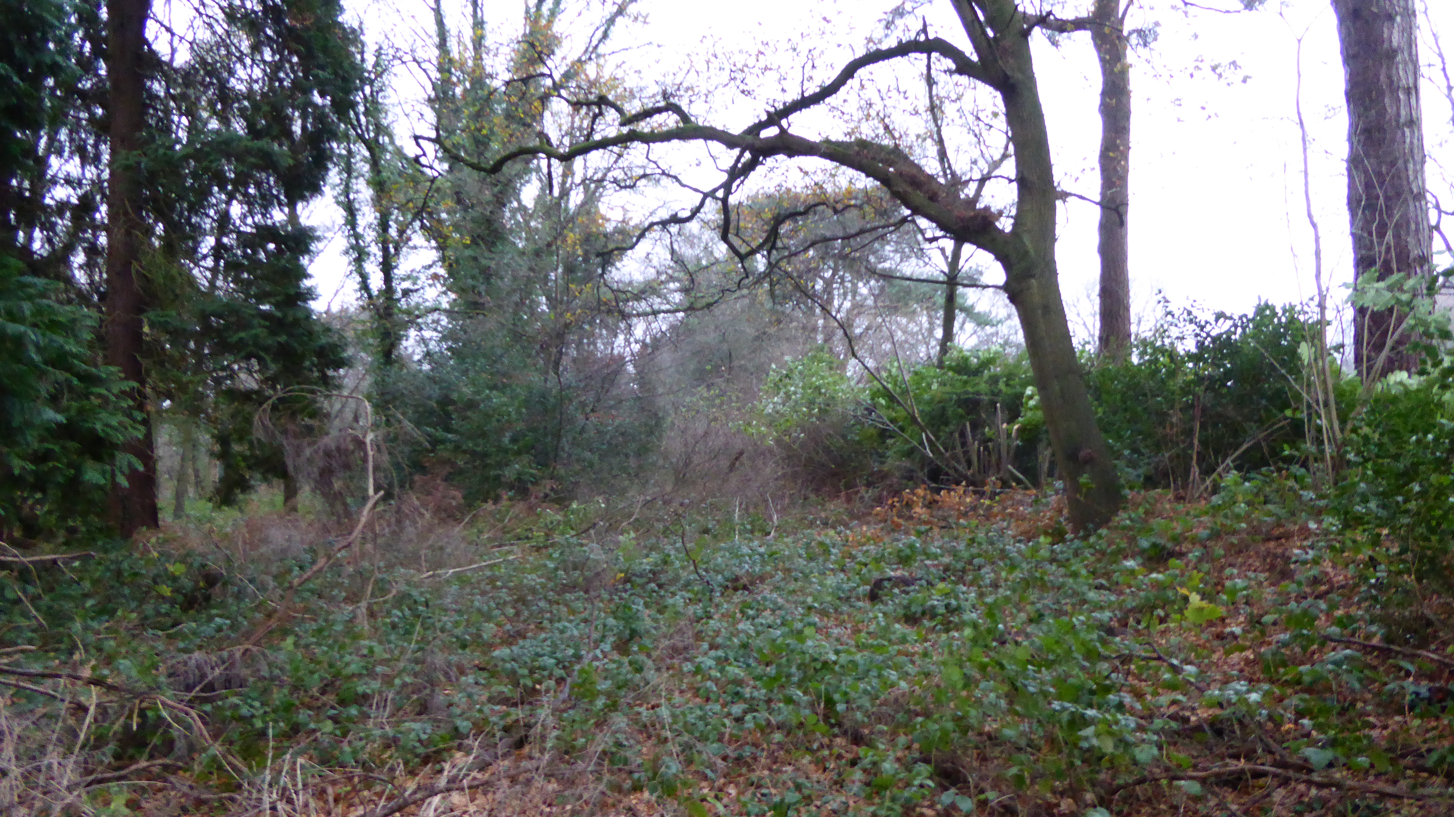 Middlebriars Wood