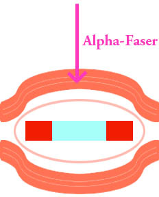 File:Muskelspindel5.png