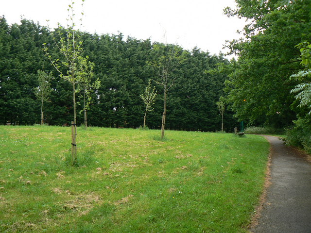 Daneshill Park Woods