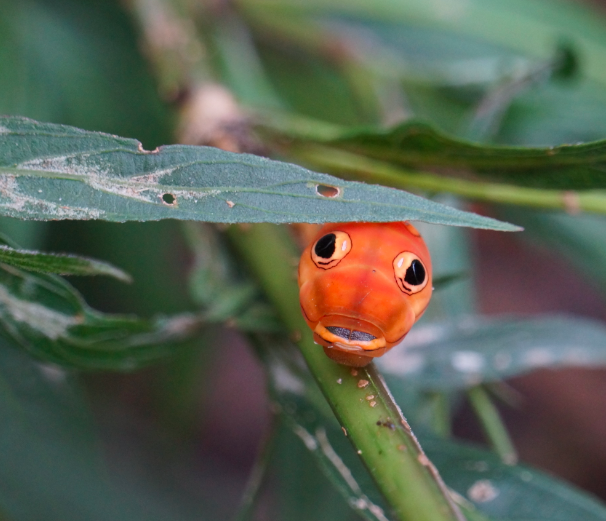 File:Orange Spicebush Swallowtail Caterpillar 1.png