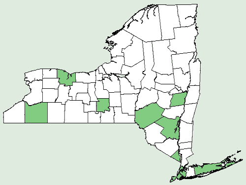 File:Papaver somniferum NY-dist-map.png