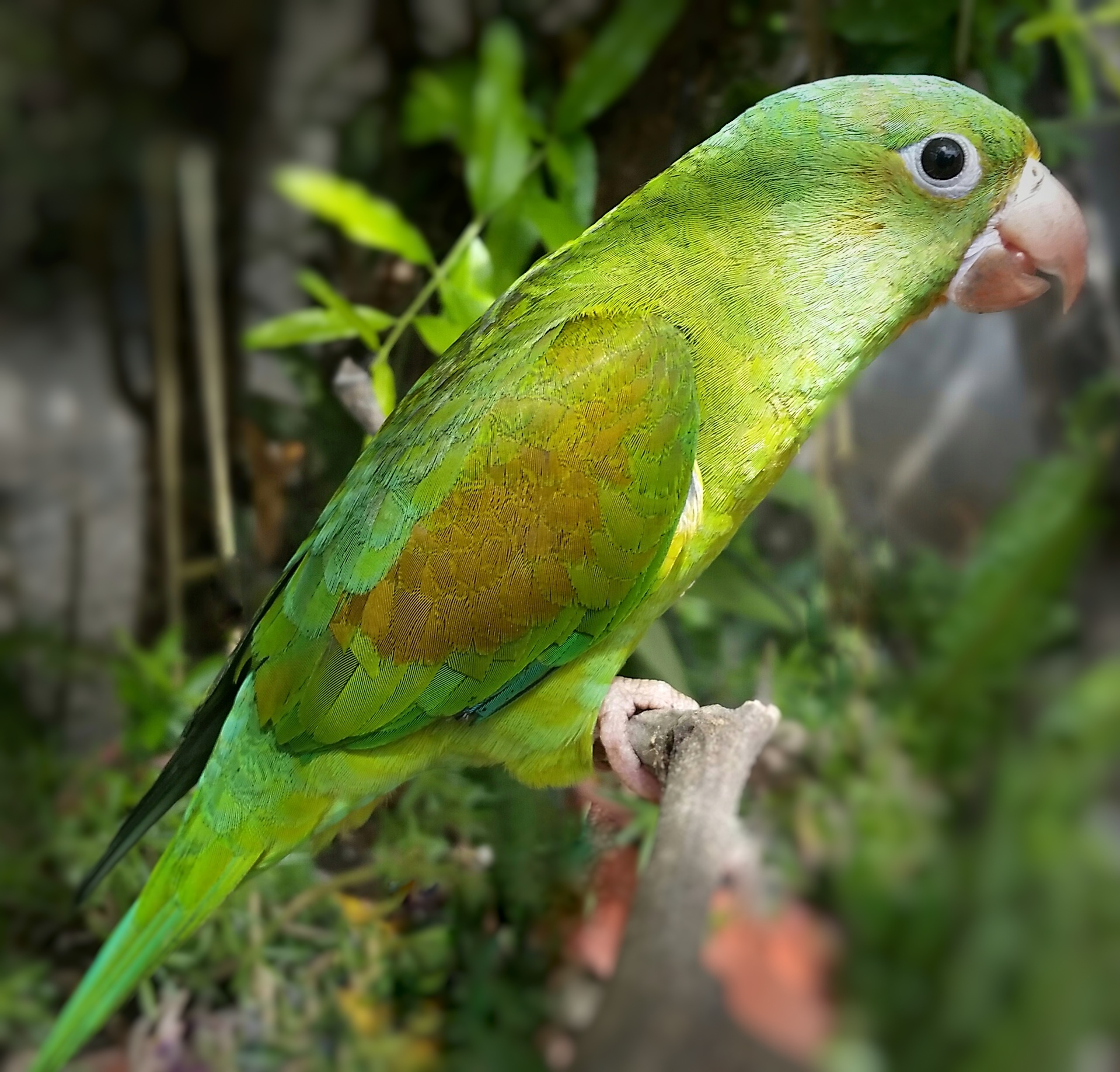 Orange-chinned parakeet - Wikipedia