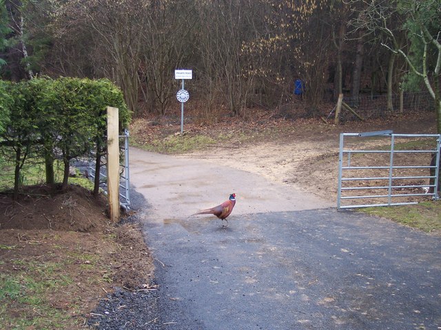 File:Pheasant at Wistley Grove - geograph.org.uk - 136017.jpg