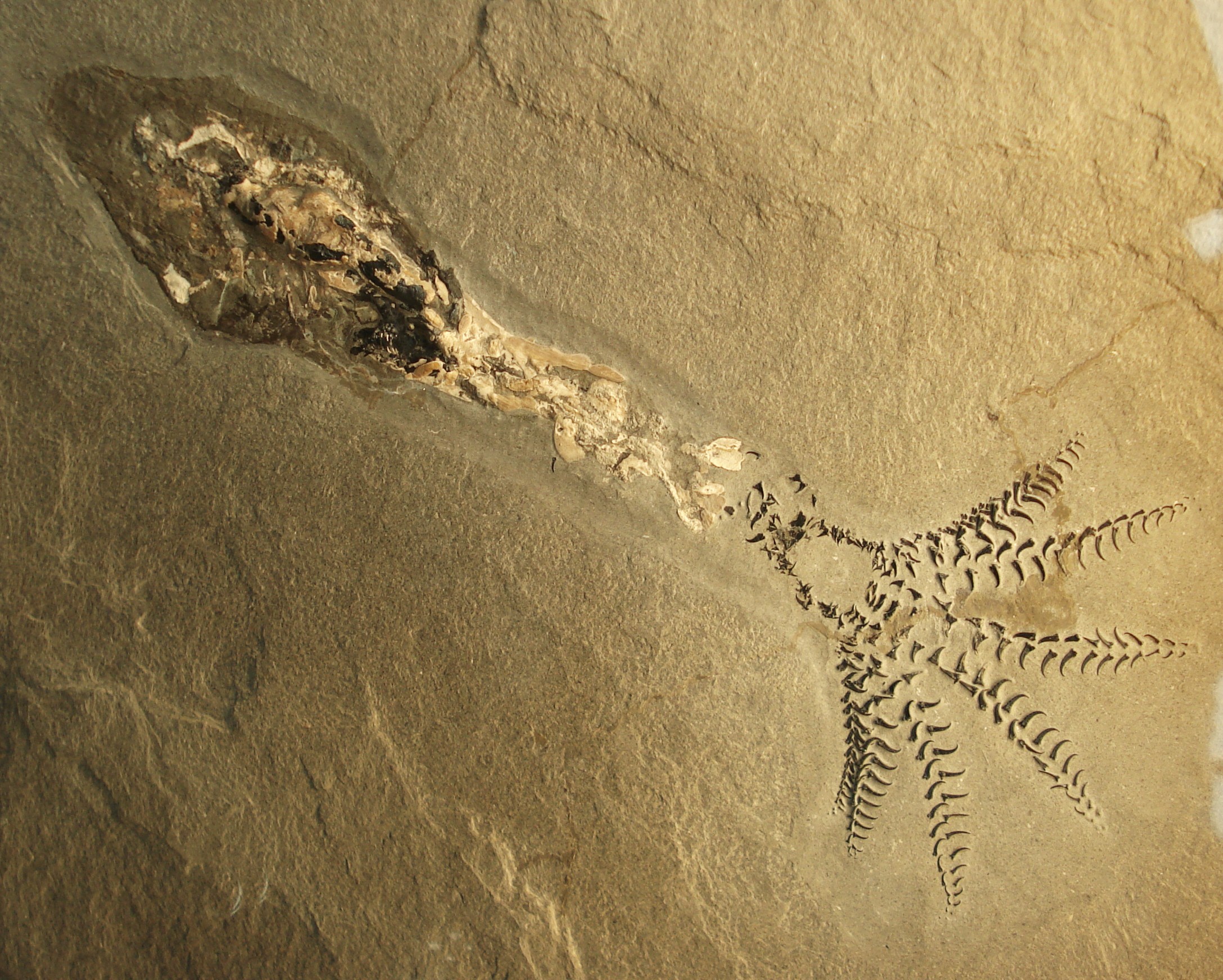 Belemnites Phragmoteuthis_conocauda