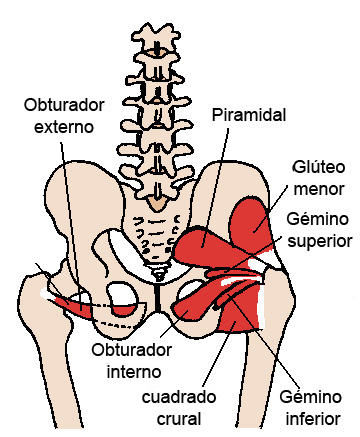 File:Posterior Hip Muscles es.jpg