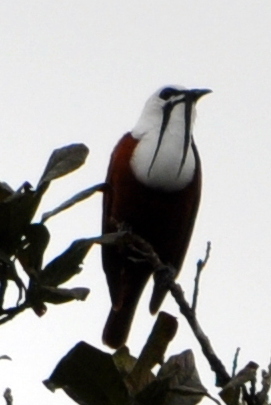 File:Procnias tricarunculatus -Costa Rica -male-6a (1).jpg