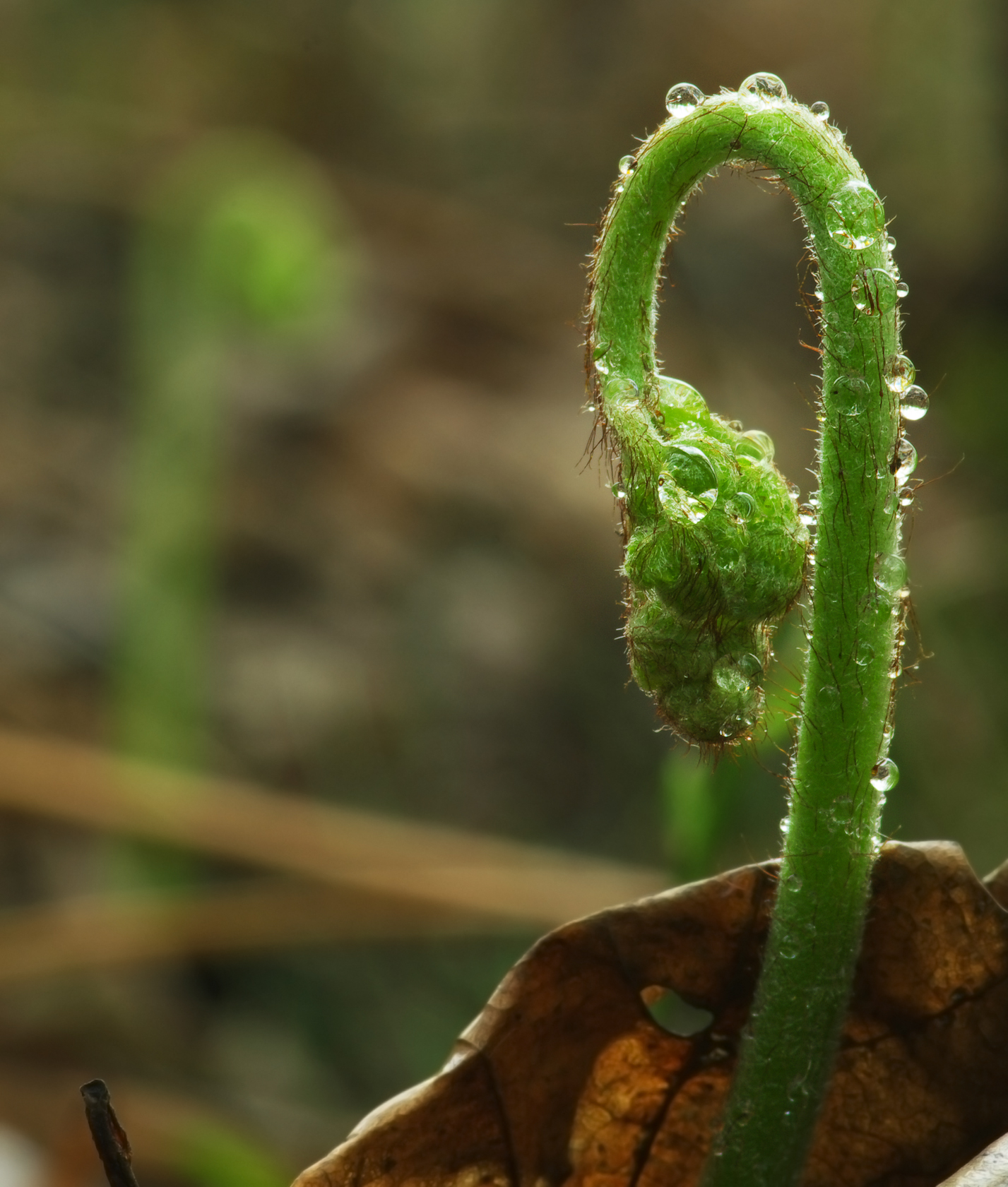 Pteridium spp.