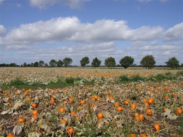 File:Pumpkin field - geograph.org.uk - 232609.jpg