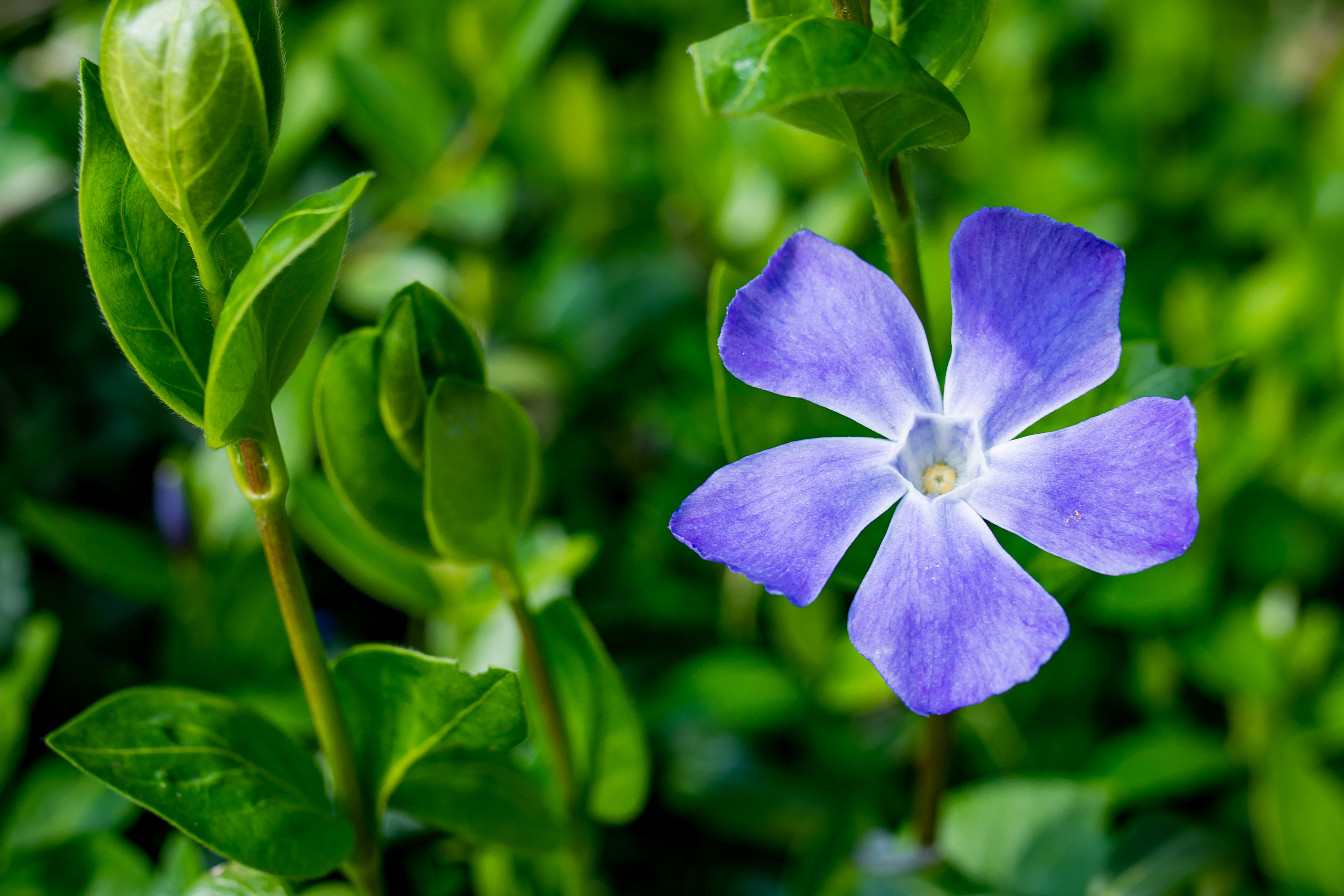 Vinca flower shop