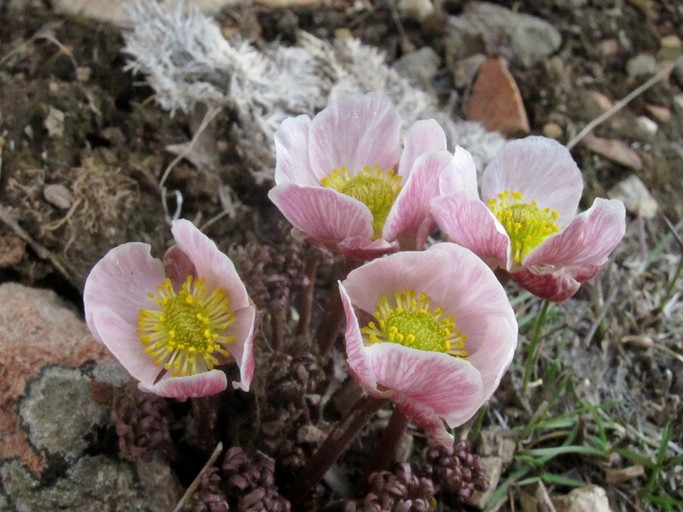 Ranunculus andersonii 3