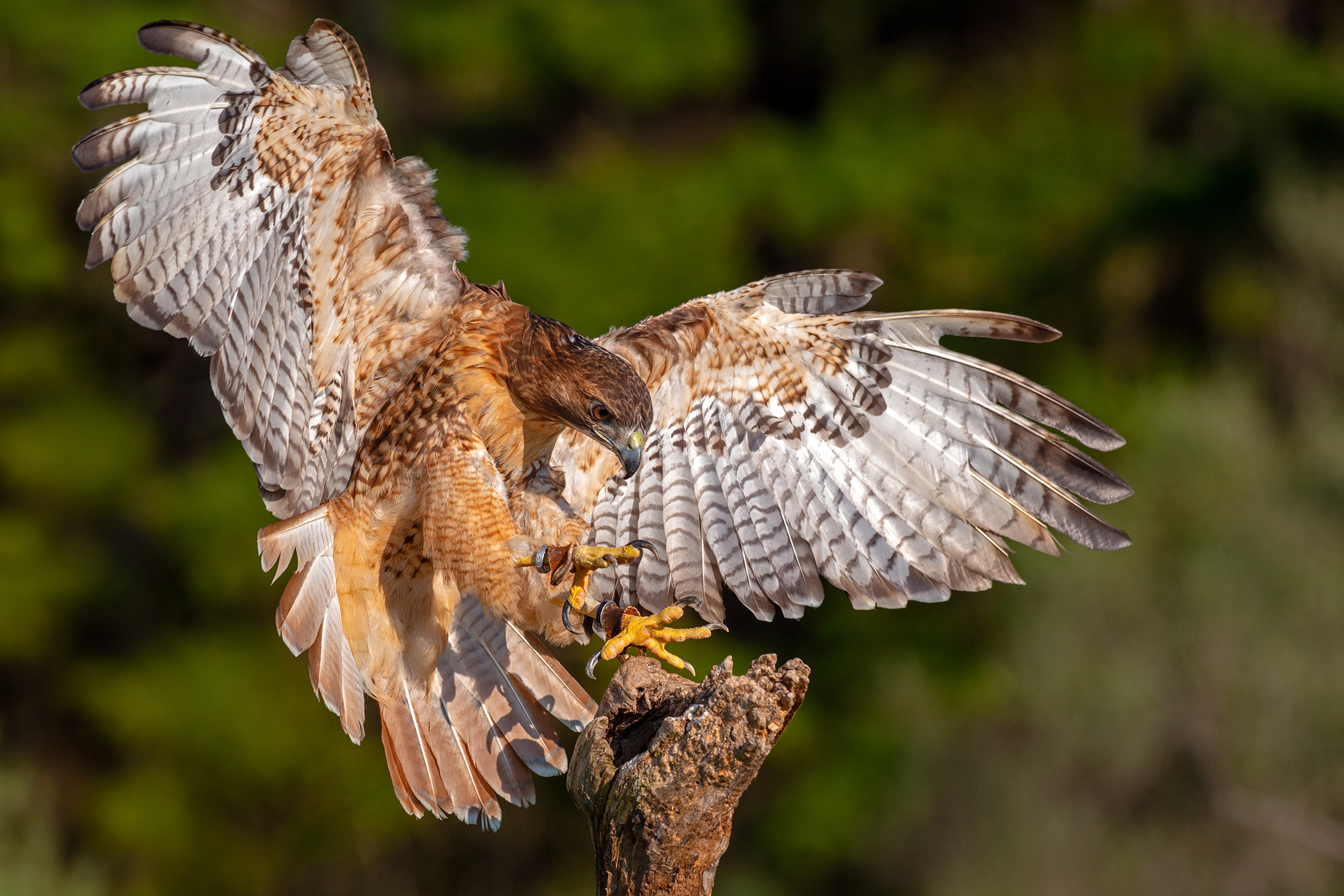 File:Red-tailed hawk, falconer's bird.jpg - Wikimedia Commons