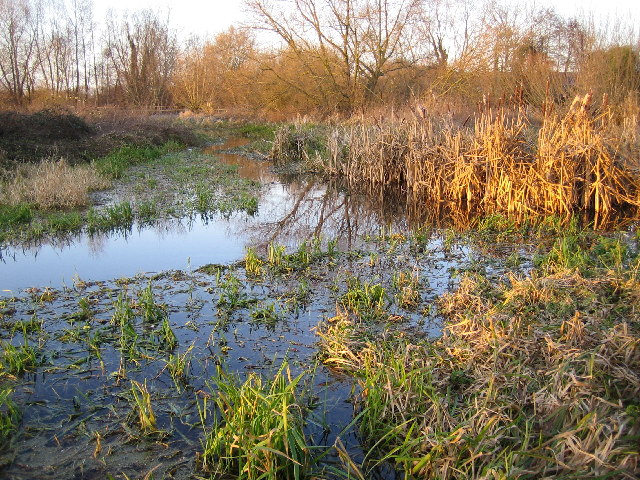 File:River Colne, Upstream of Troy Weirs - geograph.org.uk - 107607.jpg