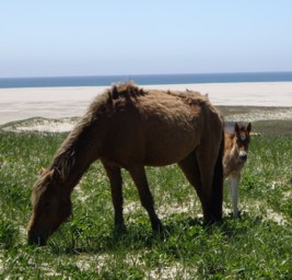 <span class="mw-page-title-main">Sable Island horse</span> Canadian breed of horse