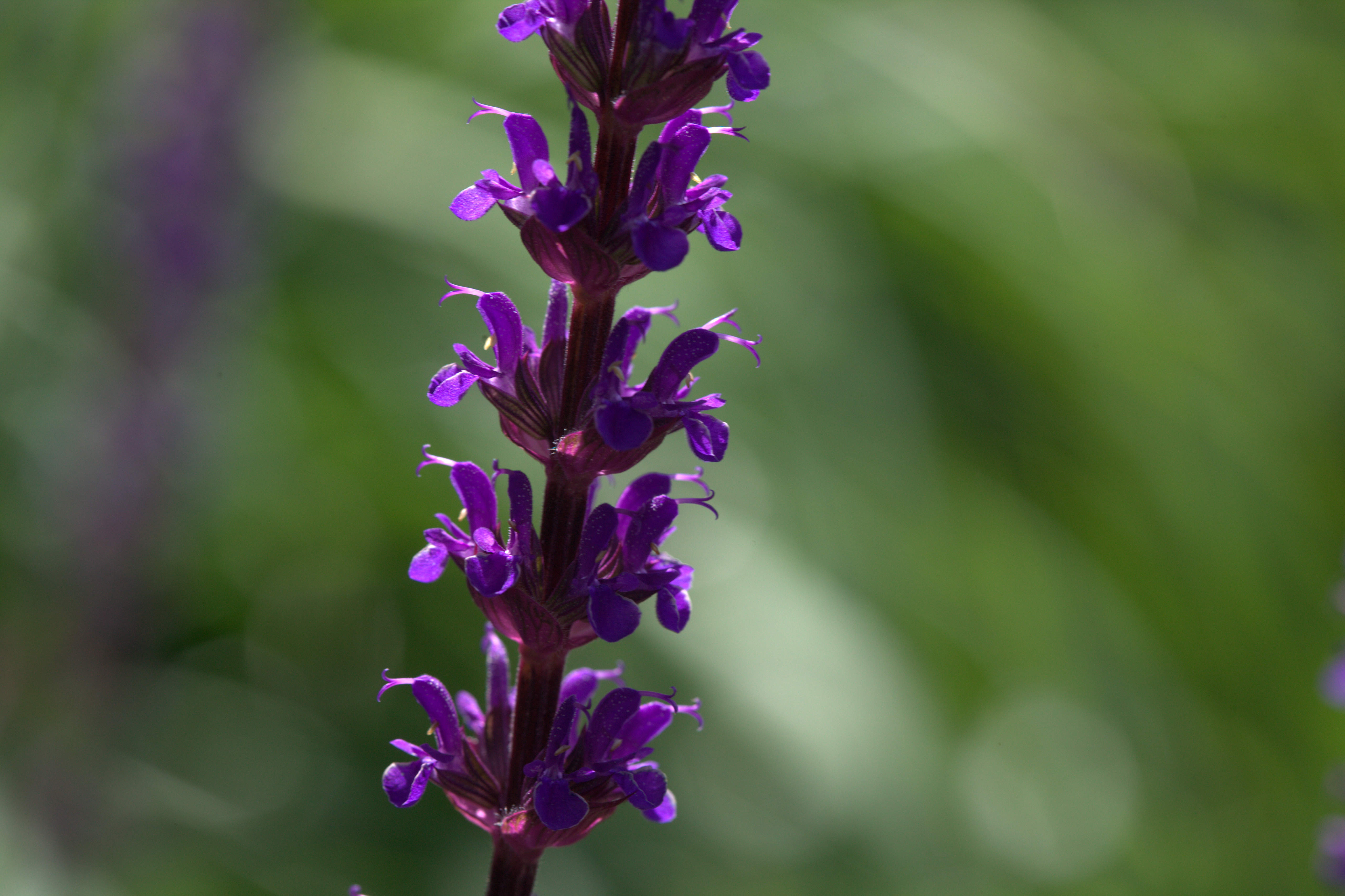 Salvia nemorosa Caradonna