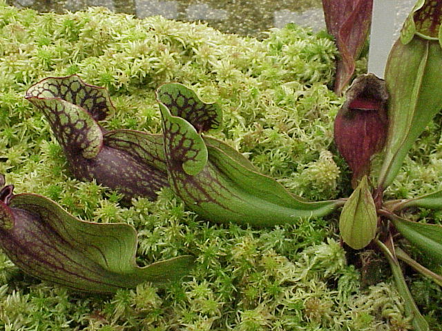 File:Sarracenia purpurea1.jpg