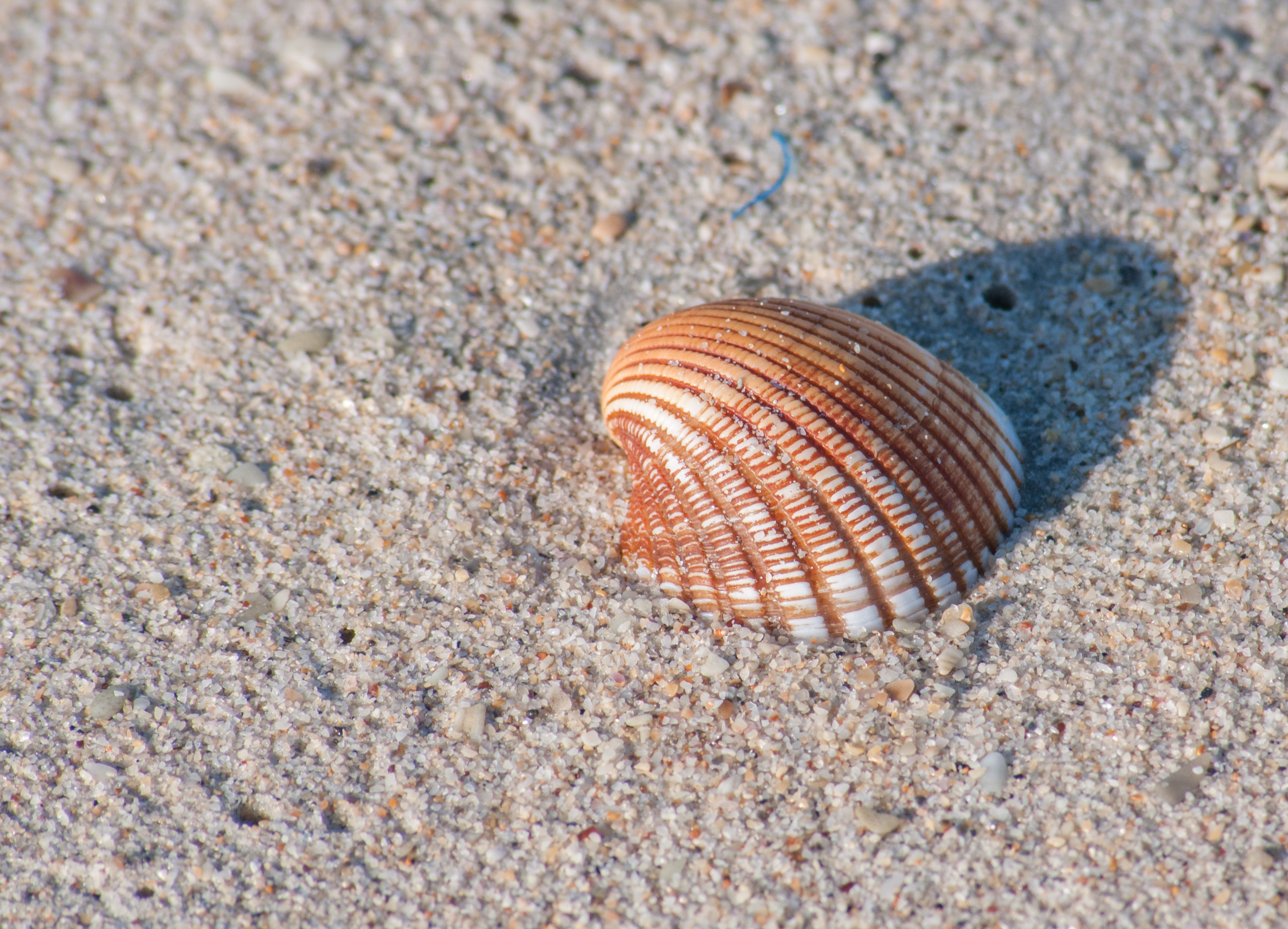 Seashell - Wikipedia