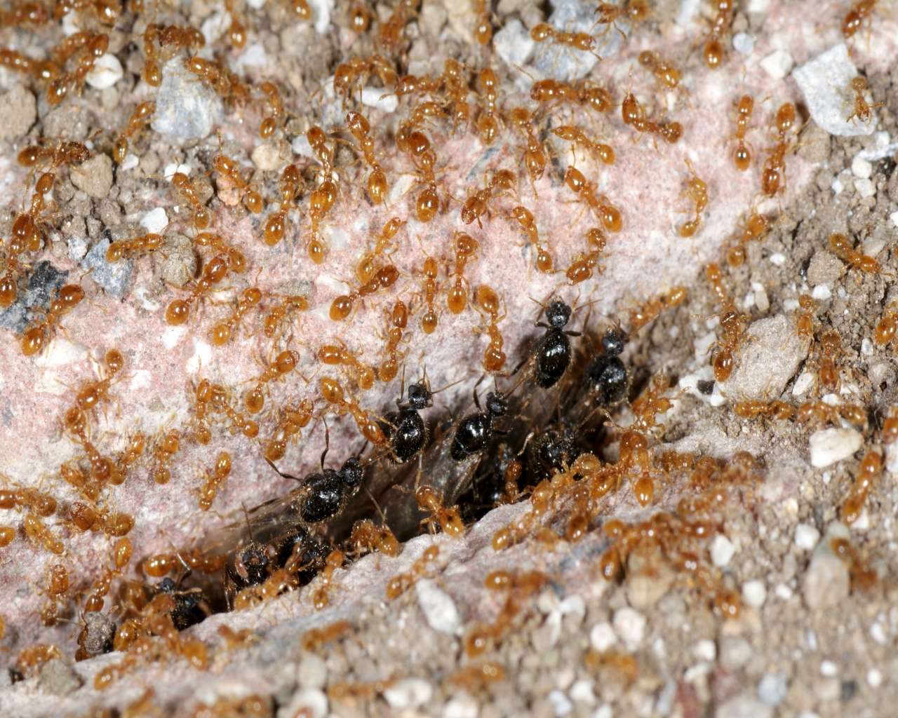 Мелкие муравьи в доме как избавиться. Solenopsis fugax. Monomorium pharaonis. Фараоновые муравьи гнездо.
