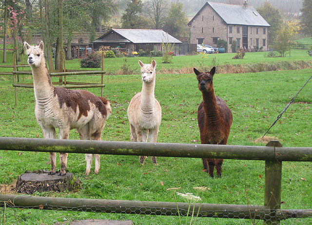 File:Three alert alpacas - geograph.org.uk - 1575835.jpg