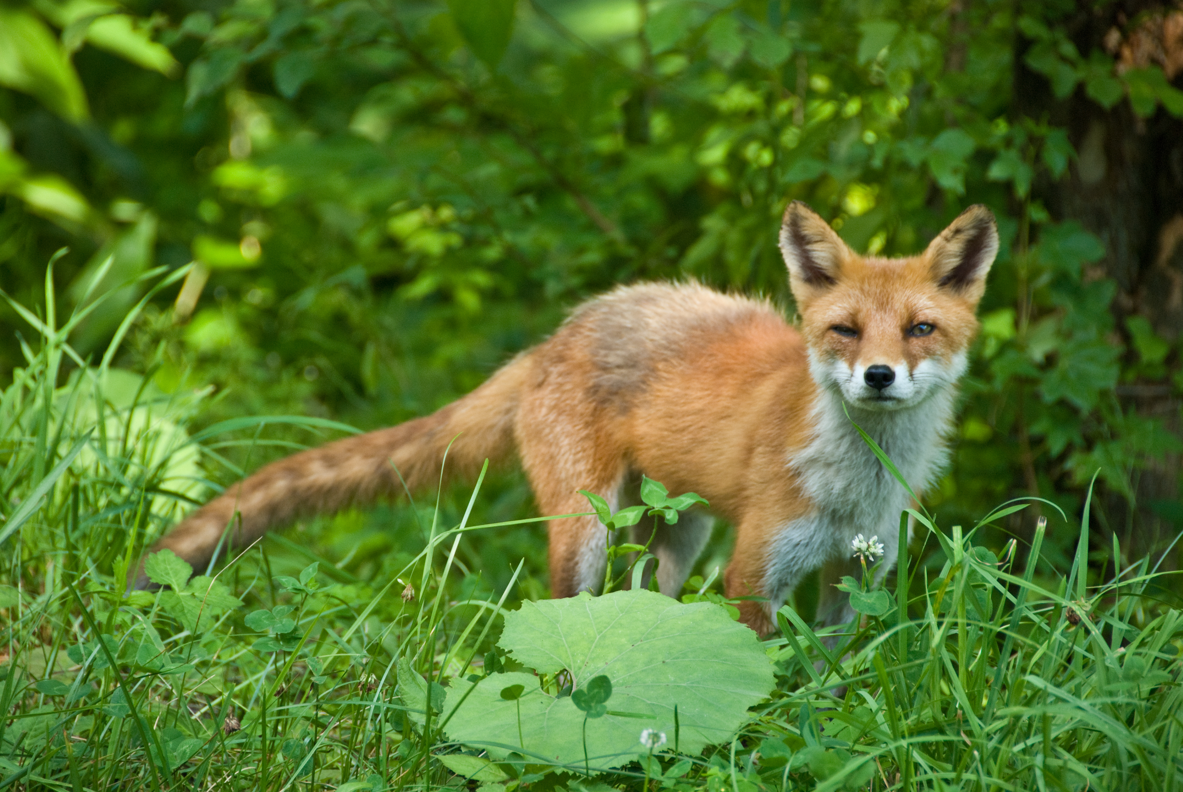 Fox с английского на русский