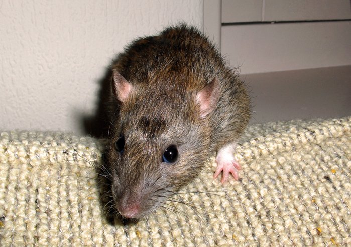 File:Wavy the pet rat.jpg