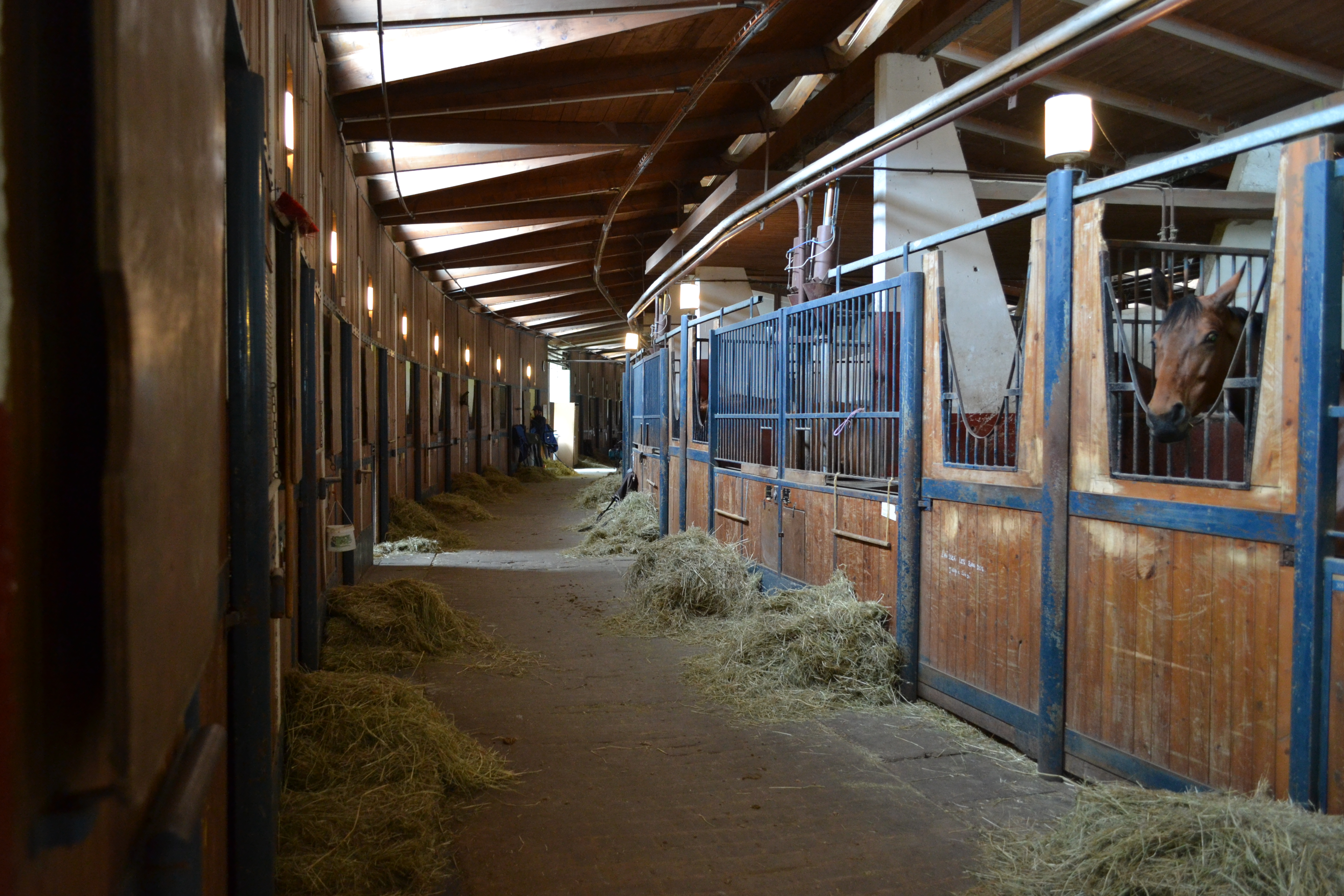 Repulsif Fouines Et Martres - Environnement Du Cheval, Ecurie