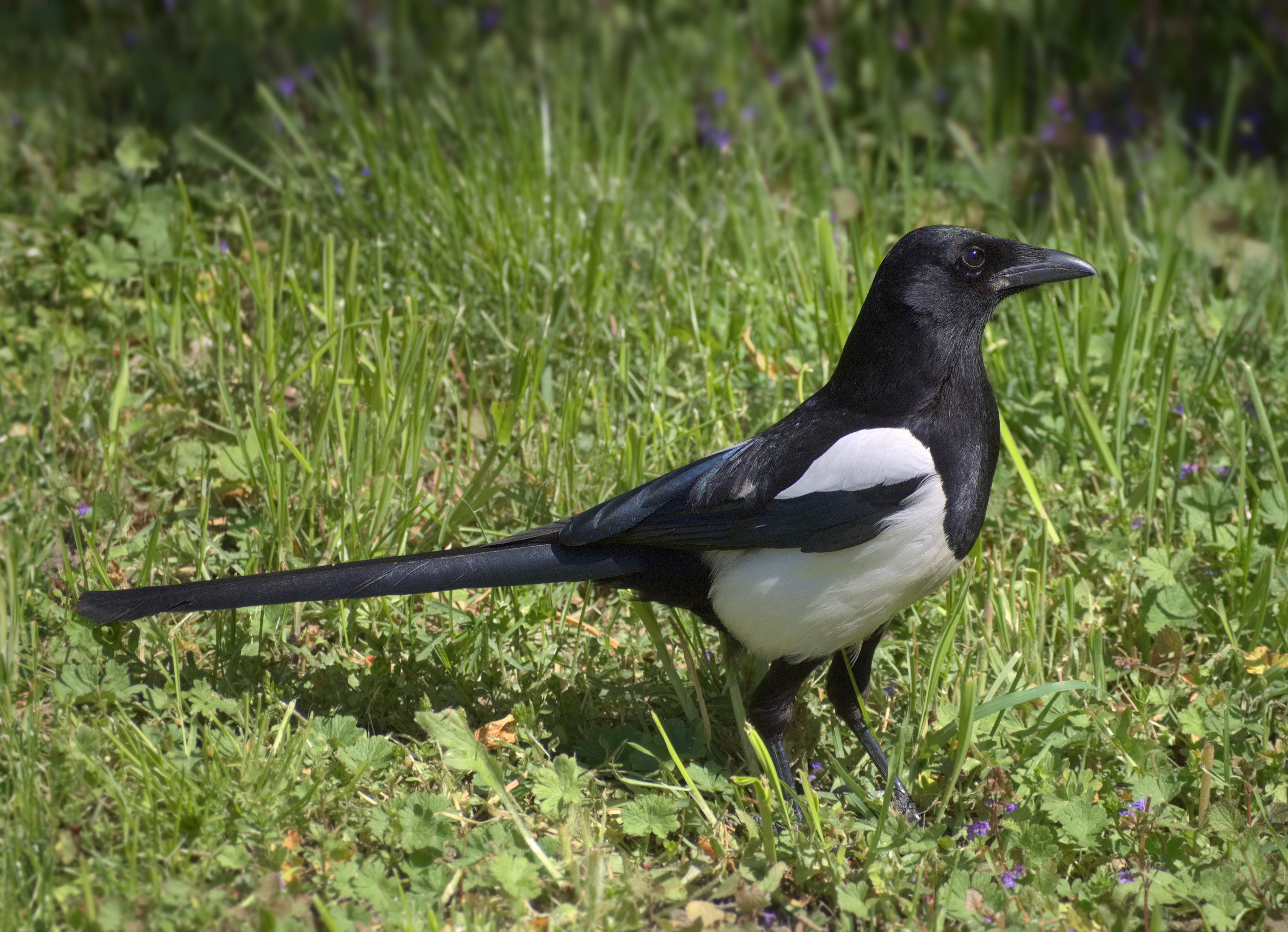 File:Pica pica perched on branch 2.jpg - Wikispecies