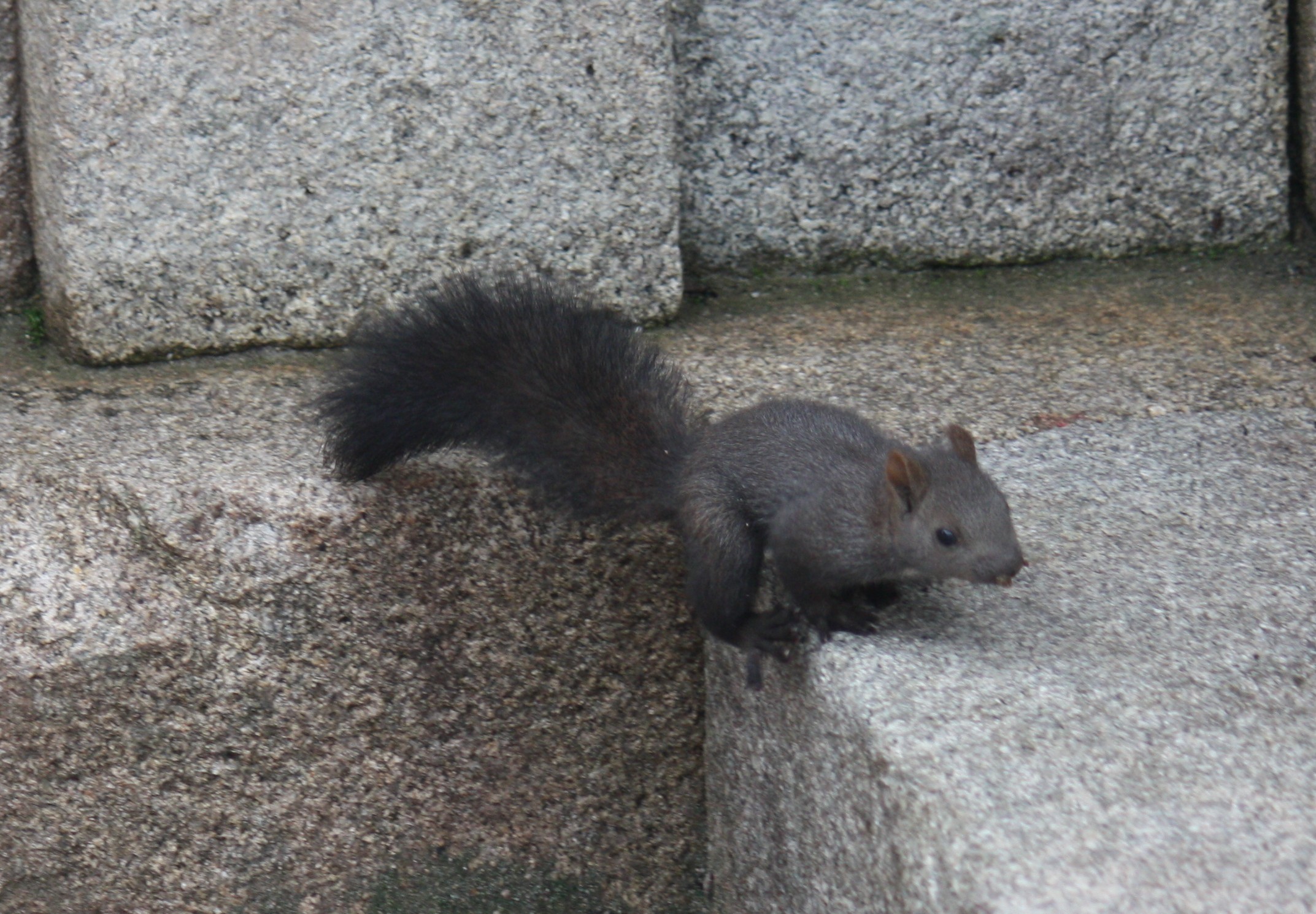 Catching 50 Mice, 2 Rats and A Chipmunk With An Incredible Italian