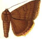 <i>Achaea sordida</i> Species of moth