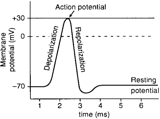 File:Actionpotential.jpg