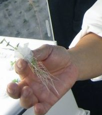 Aeroponic potato explants on day 3 after insertion in the aeroponic system, Hanoi Aeroponic-potato-explant-day3.jpg