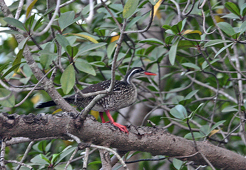 File:African finfoot.jpeg