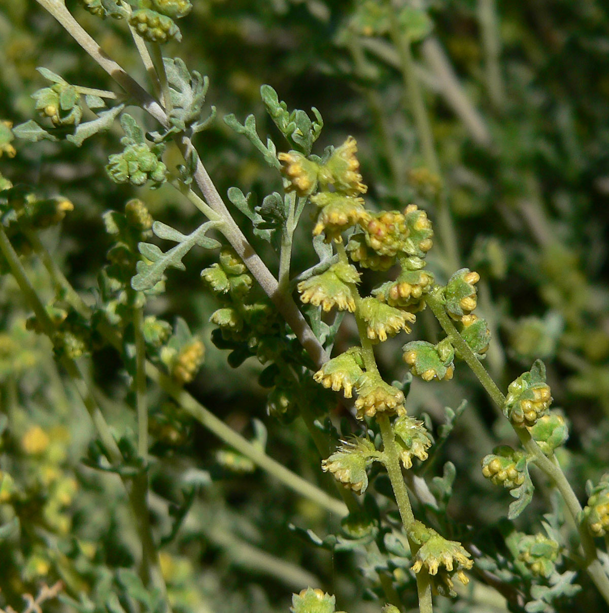 Яблоки амброзия. Ambrosia dumosa. Яблоня амброзия. Ambrosia 1975 Ambrosia. Ирис амброзия.