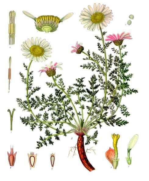 File:Anacyclus pyrethrum - Köhler–s Medizinal-Pflanzen-011.jpg