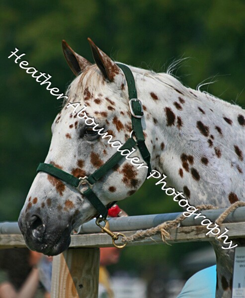 File:Appaloosa (2694411042).jpg